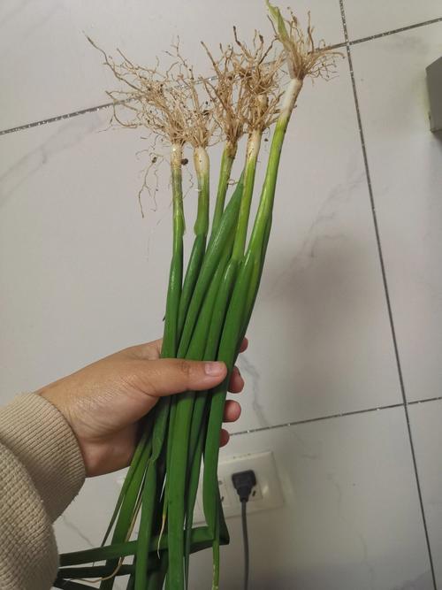梦见拔小白菜