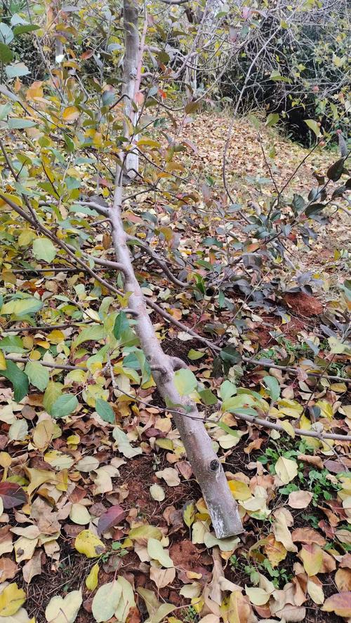 梦见自己修剪苹果树