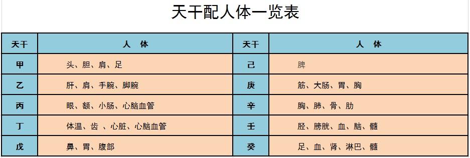 十二地支与人体、天干地支配人体