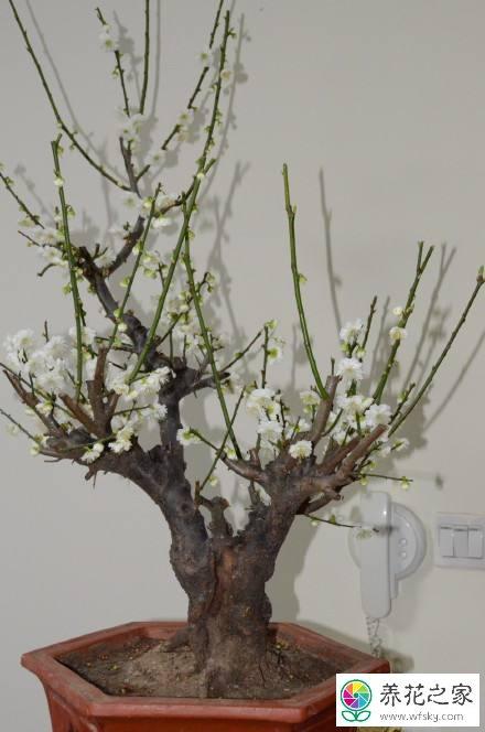 家里养梅风水不吉利吗