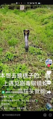 七月蛇拦路八月蛇上树啥意思