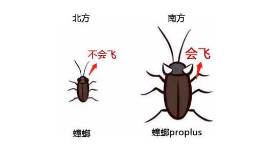 巨蟹座看到蟑螂的反应是什么样的