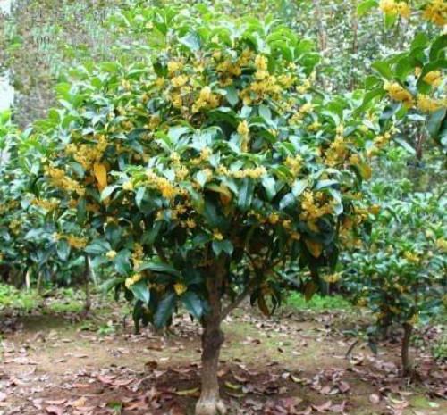风水知识 院子里种桂花树的禁忌