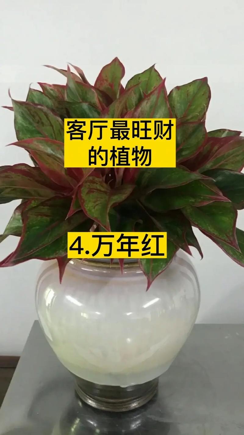 家里放几株植物最旺财