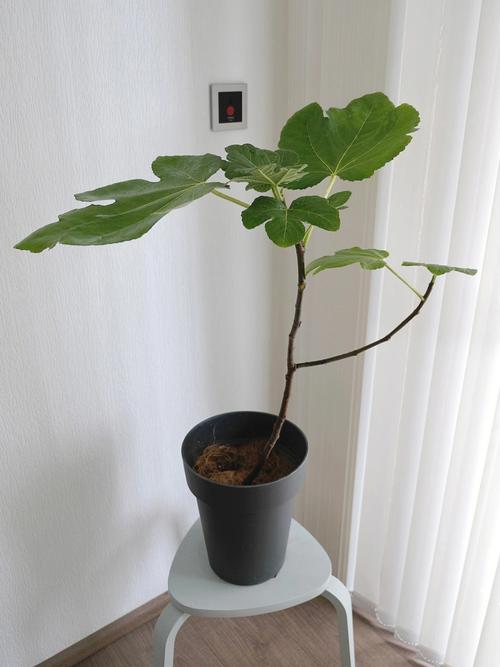 梦见无花果树