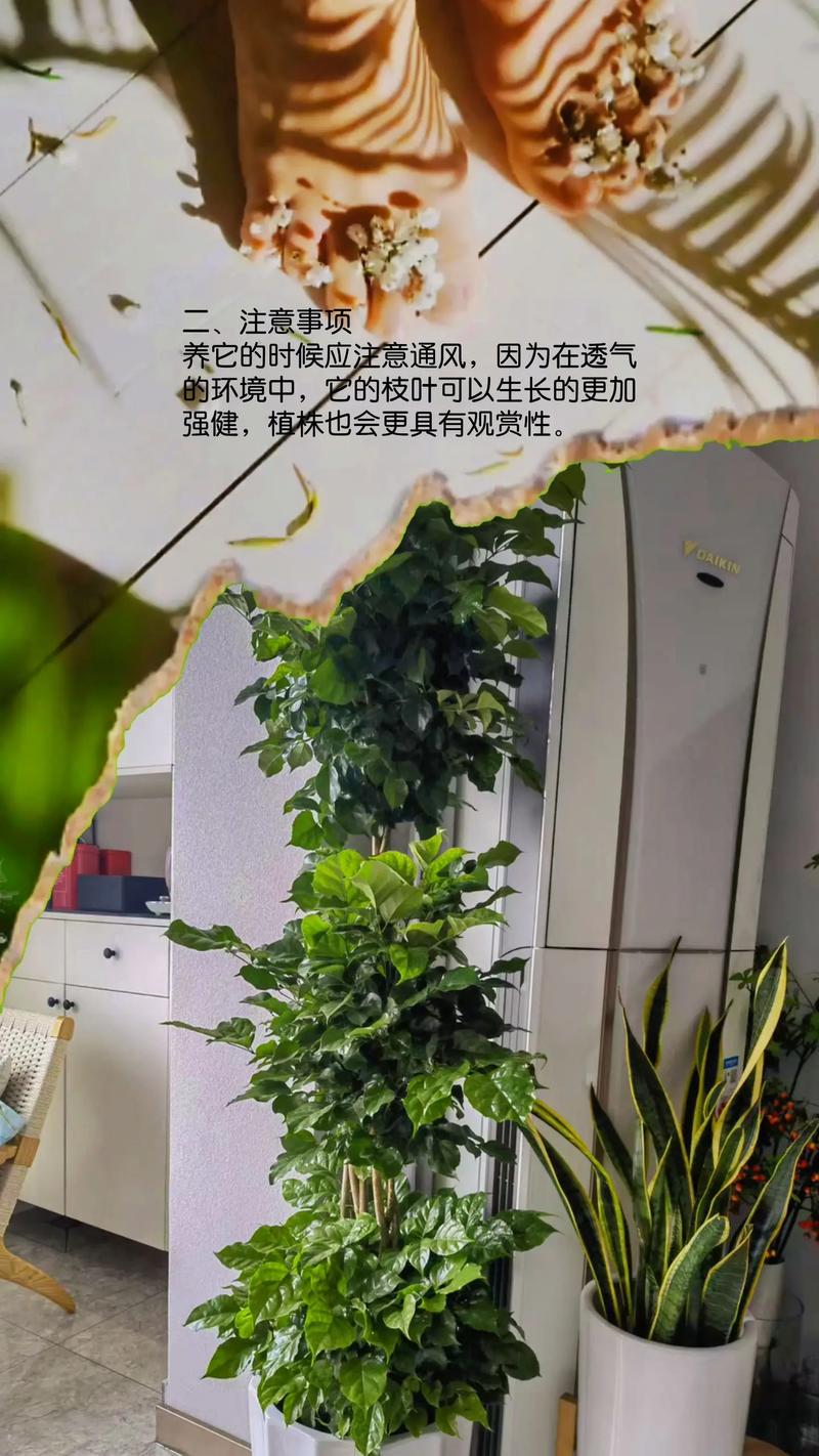 幸福树摆放禁忌有哪些