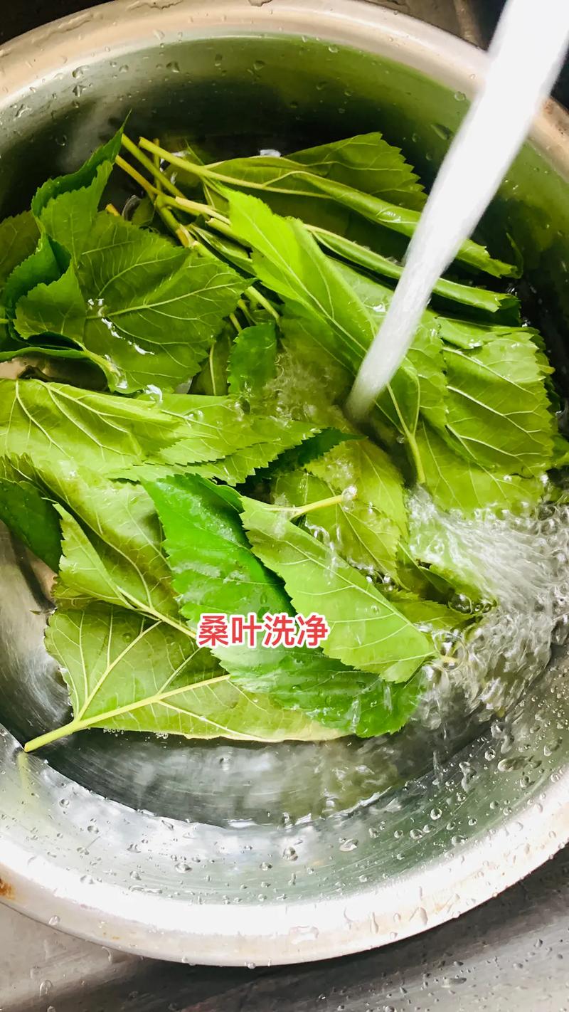梦见摘桑叶吃 周公解梦之梦到摘桑叶吃