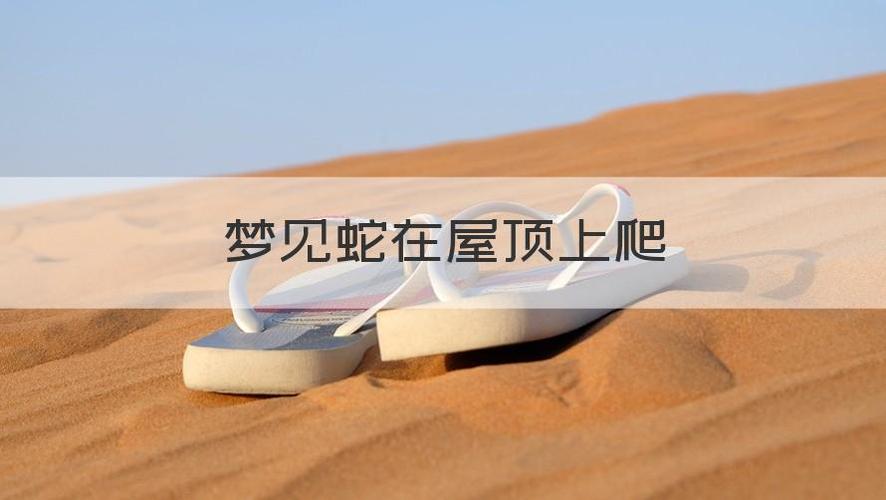 梦见蛇在屋顶上爬