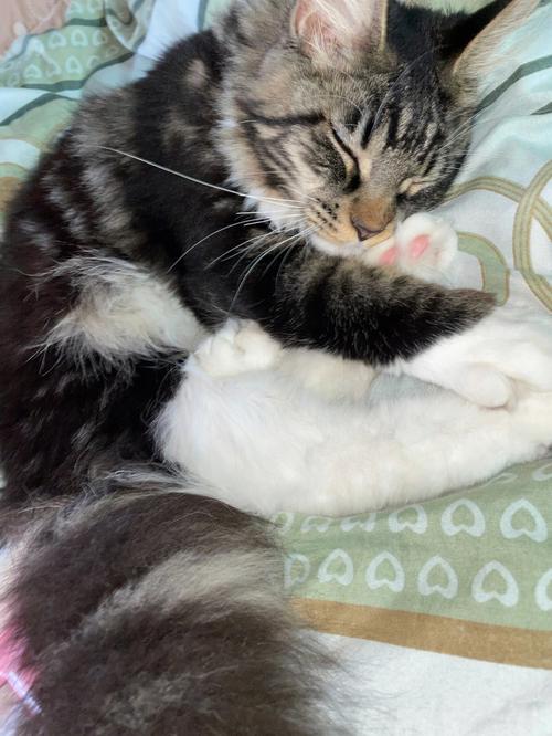 女人梦见可爱的小猫崽是什么意思