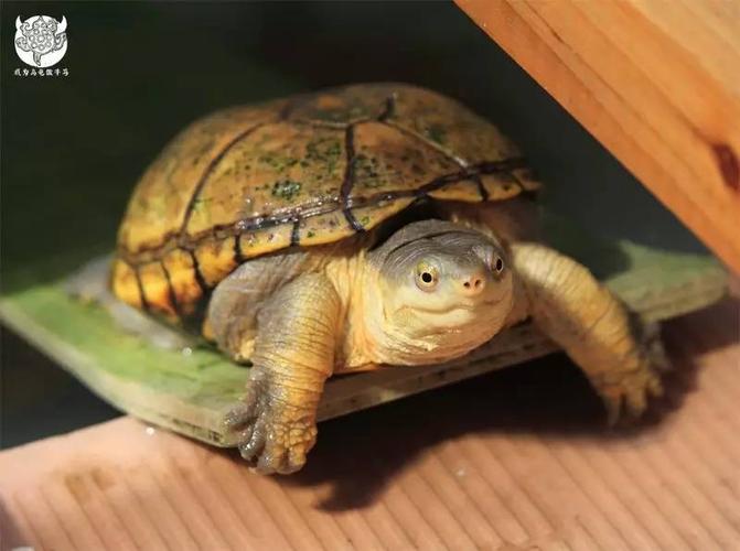 黄泽什么比较好听