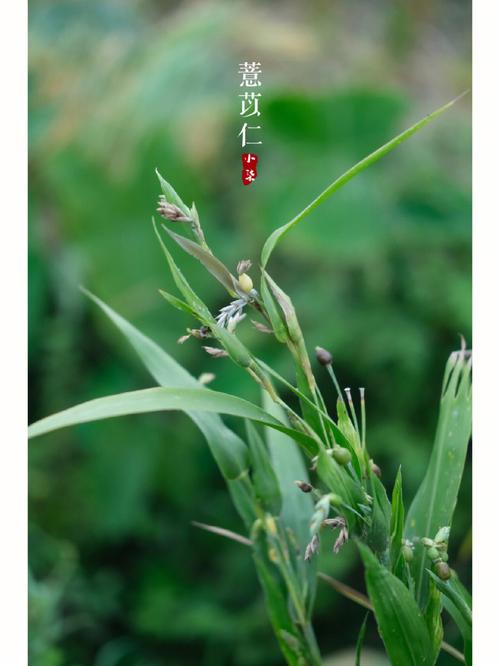 不常见的花与花语:葛藤花语是什么?