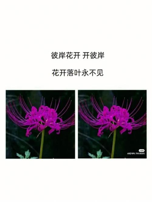 花语,这个星座竟然喜欢黄泉花