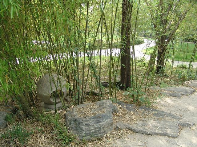 坟上长竹子好不好