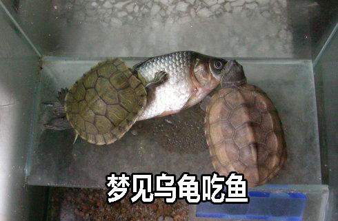 梦见乌龟和鱼是什么意思
