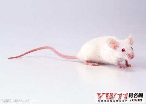 梦见老鼠爬到床上什么预兆