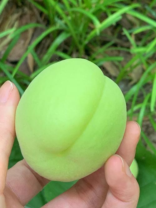 梦见摘杏吃