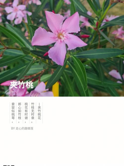 夹竹桃的花语