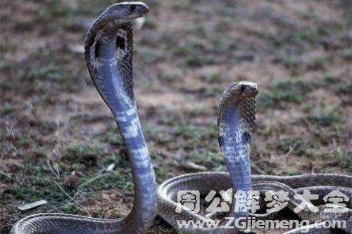 梦见杀鸟卖肉 梦见买肉卖完了