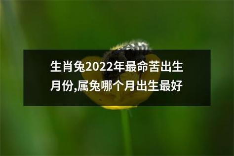 生肖兔2022年最命苦出生月份,属兔哪个月出生最好