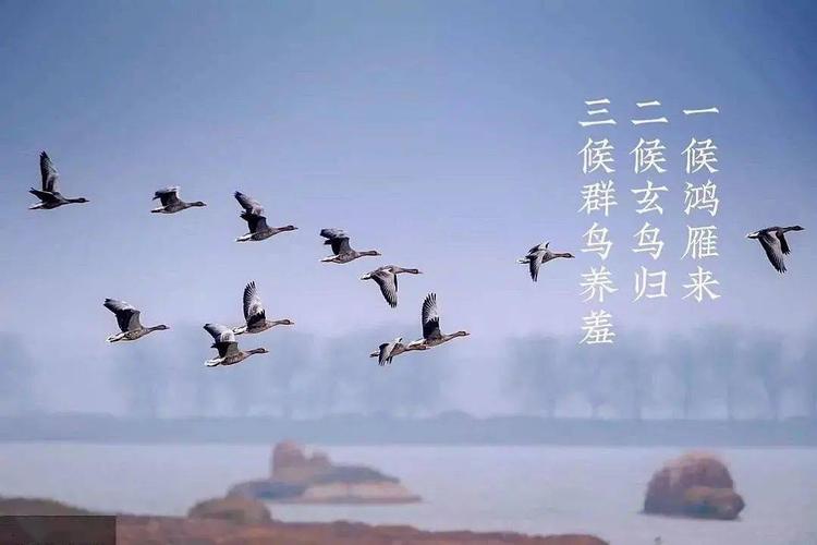 一候鸿雁来说的是什么节气