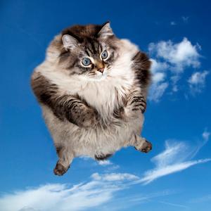 梦见猫在天上飞