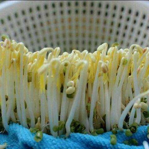 梦见自己捡豆子