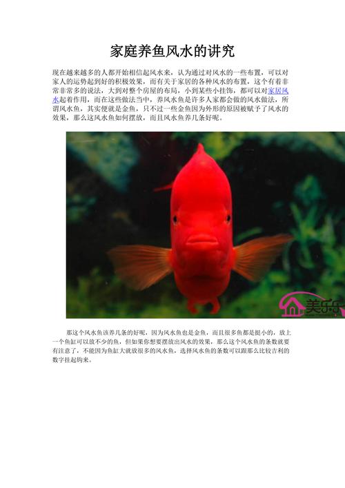 家庭养鱼风水知识