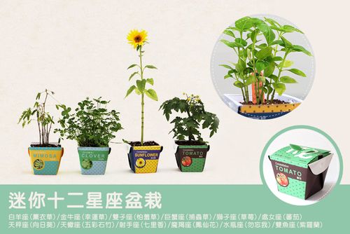 十二星座最适合种植啥盆栽