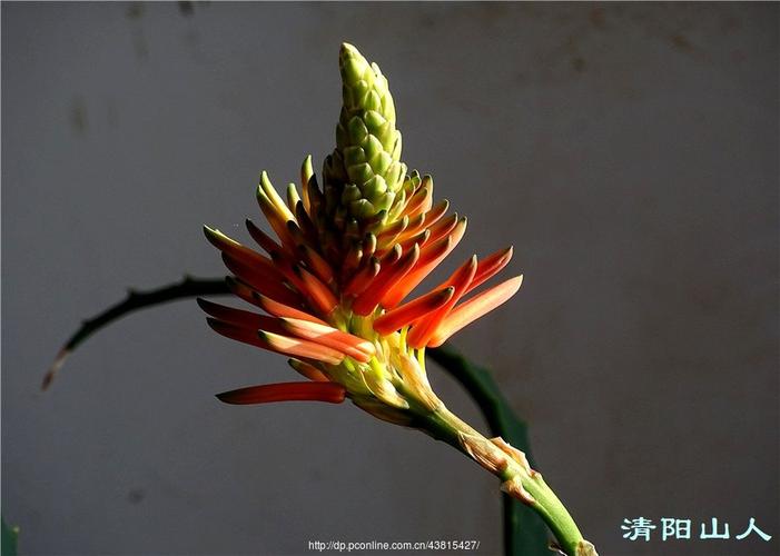 阳气最强的花是什么花