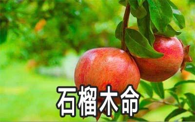 石榴木命人如何化解自身的灾难