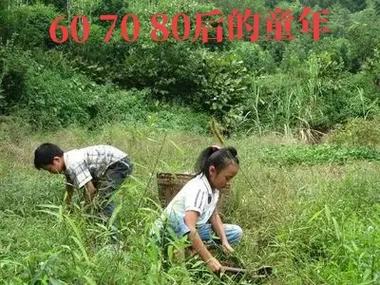 梦见割猪草