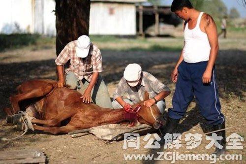 梦见把马杀了是什么意思