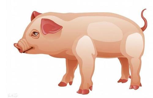83属猪什么时候翻身
