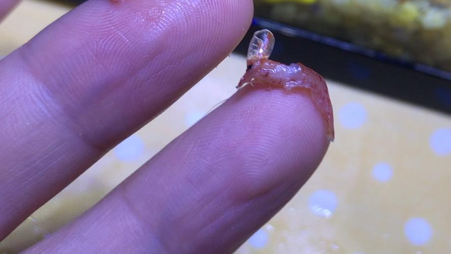 梦见虾死了
