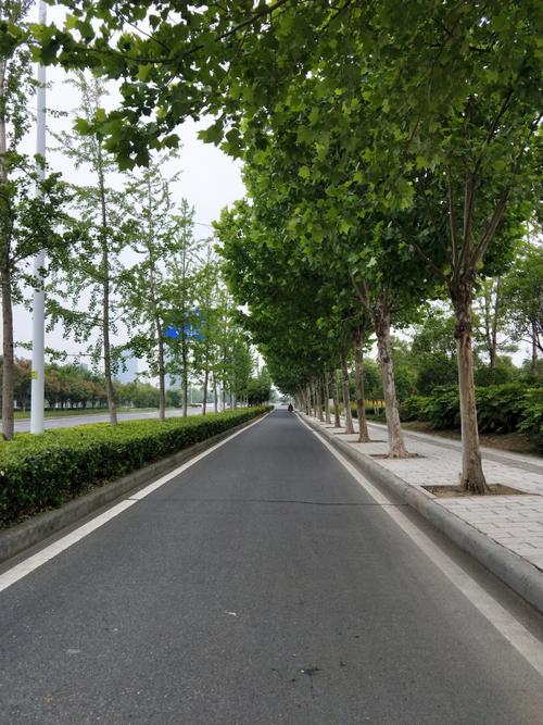 梦见很粗的梧桐树