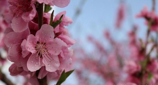 6月,4生肖容易被烂桃花袭击,珍惜现在,抵抗诱惑。