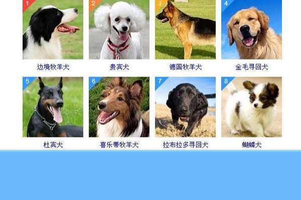 天性单纯的宠物名字两个字