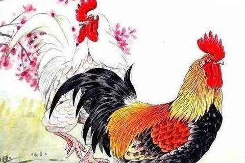 新娘属鸡冲哪些属相