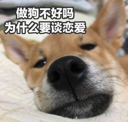 属狗为什么不喜欢谈恋爱
