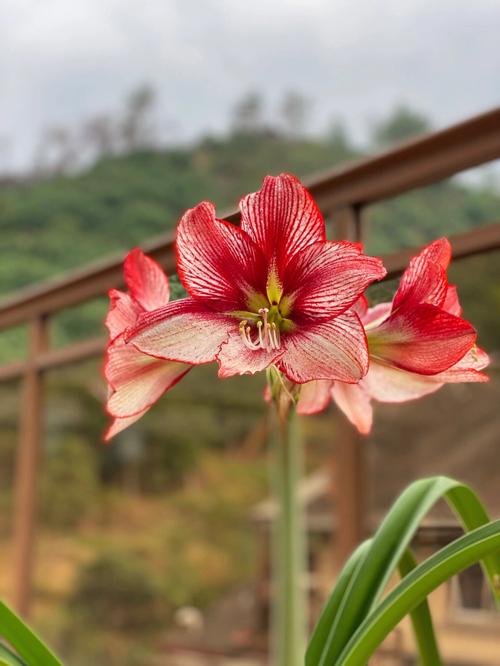 朱顶红的花语是什么？朱顶红的传说是什么？