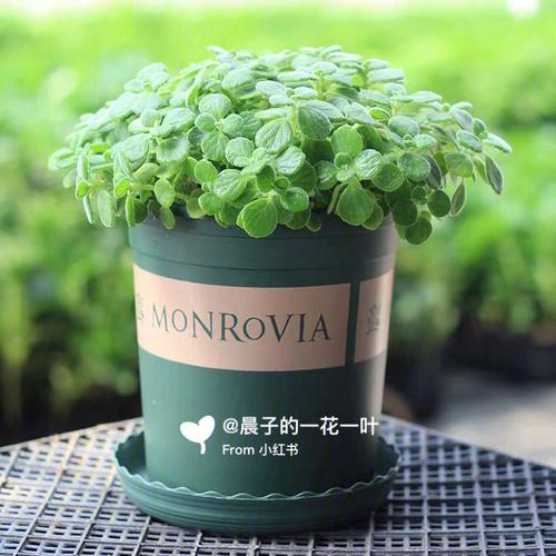 各种植物的花语:碰碰香花语