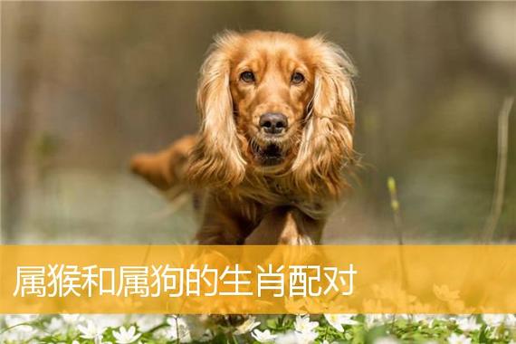 属狗人的最佳婚姻配对;这是千年修来的福缘,有福又有财?