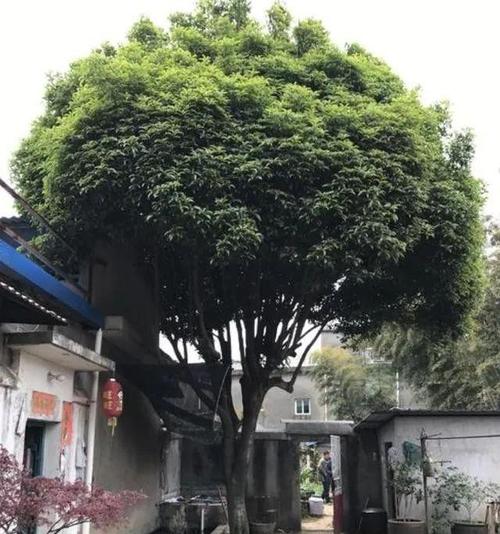 门前栽什么树风水好
