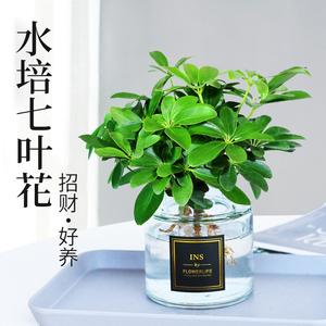 七叶莲能放在财位吗,养什么花招财并聚财,招财花