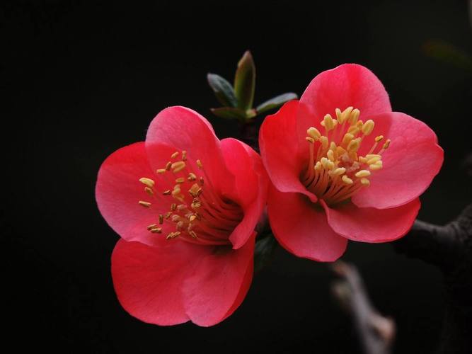 梦见海棠花象征着什么？