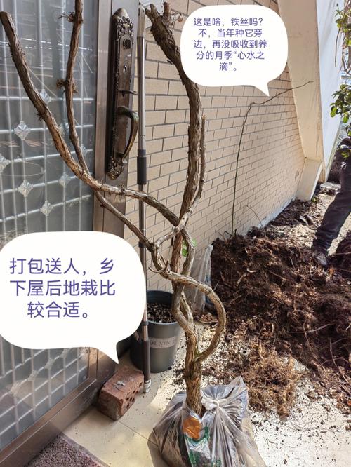 家里阳台种凌霄可以吗