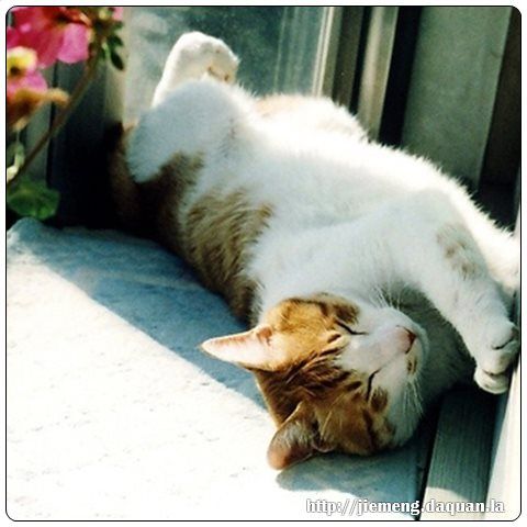 梦见猫在我肩膀上