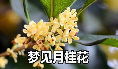 梦见月桂花预示着什么