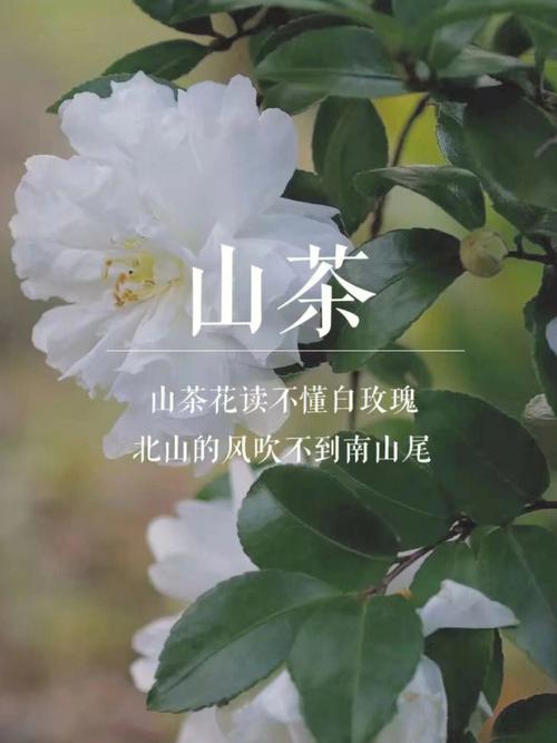 梦见山茶花是什么意思