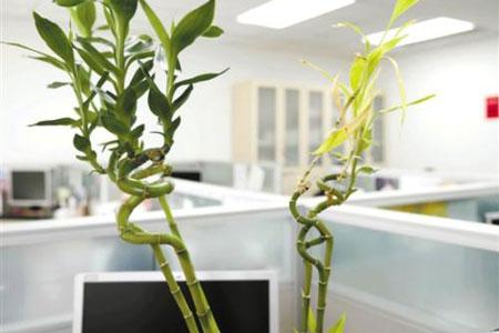 办公室植物摆放风水要注意什么?-办公风水